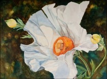 "White Poppy," watercolor on paper, 22"x30"